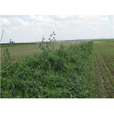 Erba medica in fieno secco, foraggio di Alfalfa per animali, fieno di erba medica in rotoballa alta densità