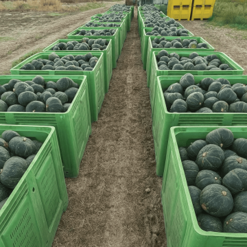 🎃 Zucca Delica Italiana – Polpa dolce e compatta, ideale per risotti e forno