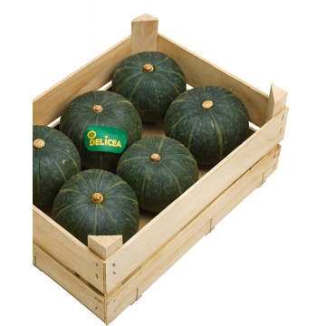 🎃 Zucca Delica Italiana – Polpa dolce e compatta, ideale per risotti e forno
